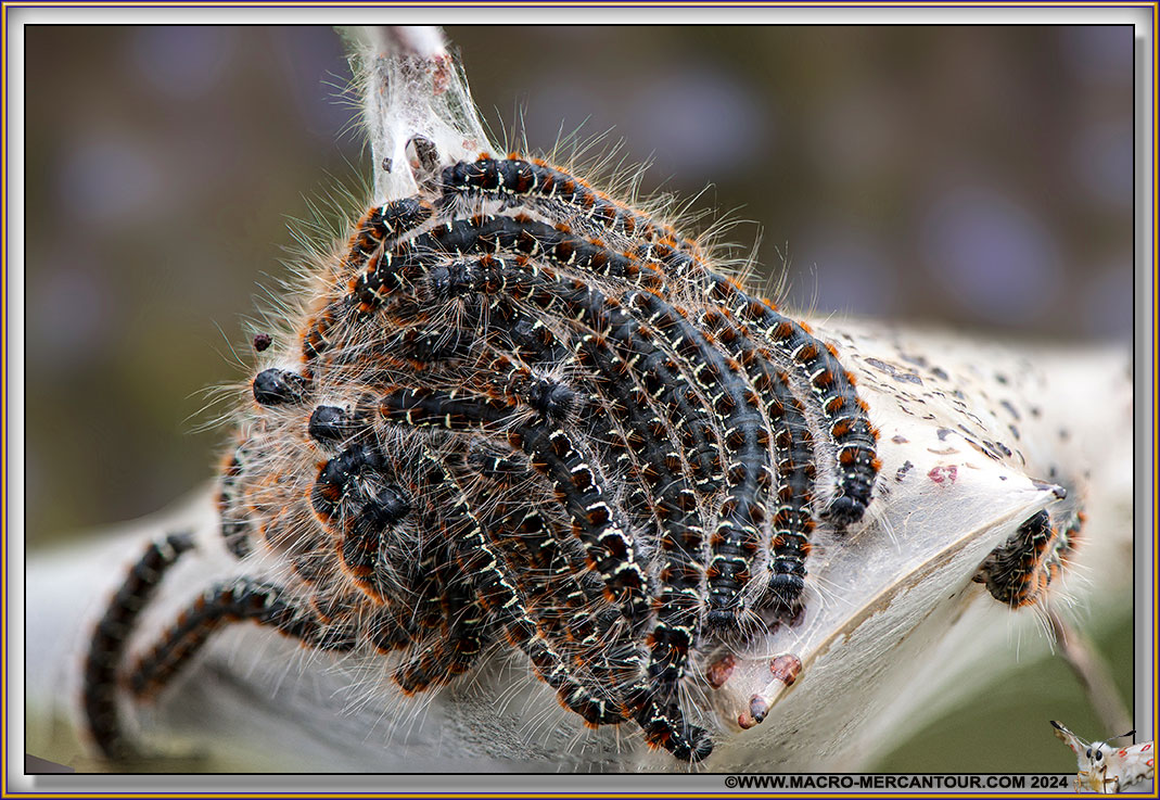 Chenille processionnaire